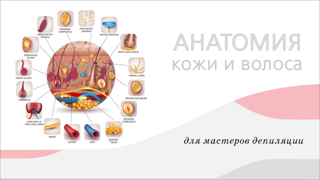 Обложка курса по анатомии.jpg